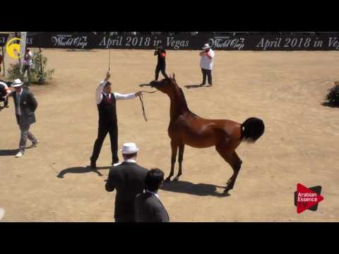 N.5 GHADEER AM - MENTON 2017 - Yearling Fillies (Class 1A)