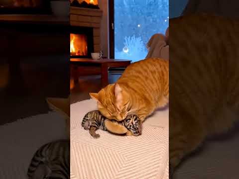 🐶🐱Cat became a mother to a Tiger #wildliferescue #emotional