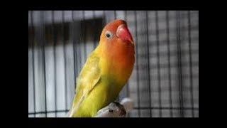 Download lagu KETAHUILAH !!! Penyebab dan Cara Mengatasi Love Bird yang Cuma Ngetik Saja mp3