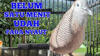 Download lagu Perkutut Lokal Gacor Suara Super Kristal - Pancingan Malas Bunyi  (99%AMPUH BANGET) mp3