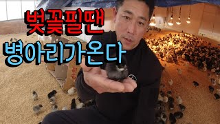벚꽃필땐 병아리가온다