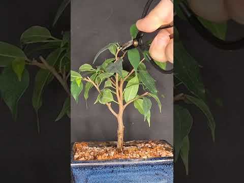 Major Ficus Bonsai Transformation #bonsai #ficusbonsai #pruningbonsai #shorts #ficus