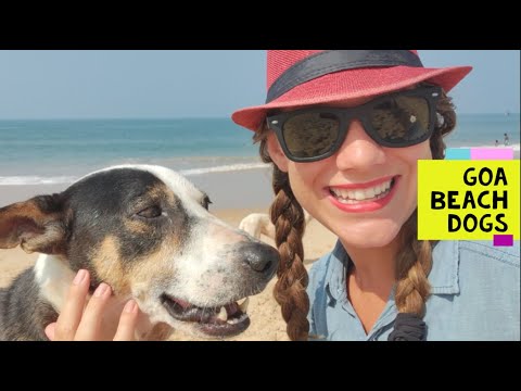 Goa Beach Dogs