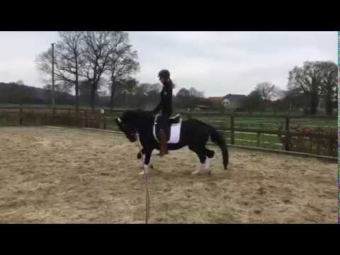 3-jähr. Ponywallach v. Nutrix-Hilkens Black Delight