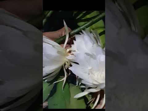 20 October 2024 Brahma Kamal flowers