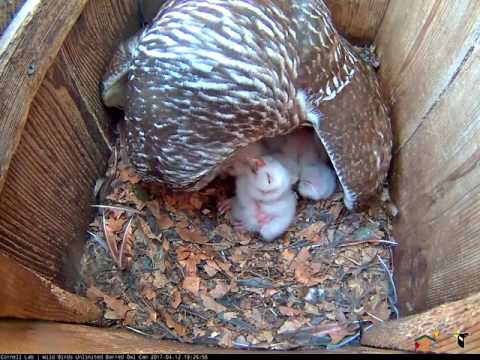 Nap Time For the Barred Owls After All Three Owlets Fed– Apr. 12, 2017