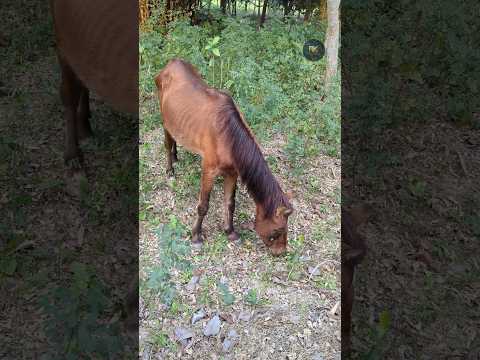 প্রয়োজন শেষে অন্ধ ঘোড়াটিকে জঙ্গলে ফেলে গিয়েছিল মালিক—আজ পেল চিকিৎসা, ফিরছে বাঁচার আশা ❤️ #Bline