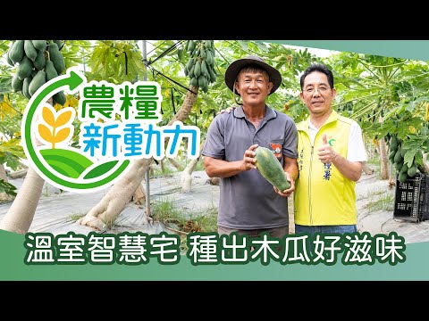 農糧新動力-溫室智慧宅 種出木瓜好滋味