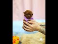 Absolutely Stunning Everyone Meet Ladybug Teacup Female Red Poodle
