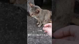 野良猫を保護する！　 #cat #猫のいる暮らし #子ネコ #かわいい猫動画 #保護猫 #元気になる動画 #猫好きさんと繋がりたい #好きな子猫 #猫のいる生活 #ねこ