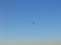 Diving Seagull Catching Fish