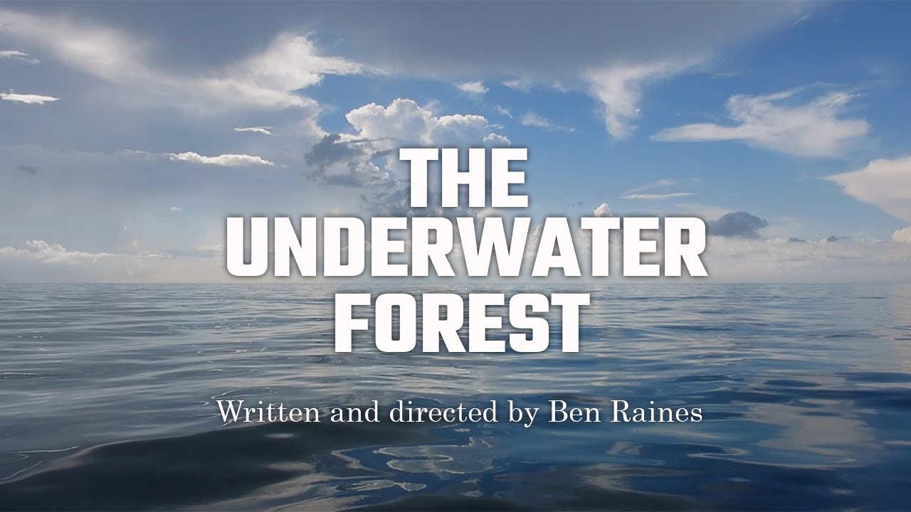 The Underwater Forest - YouTube