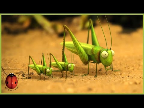The Grasshopper Who Didn't Know How To Leap | Minuscule 🍃 40' Compilation