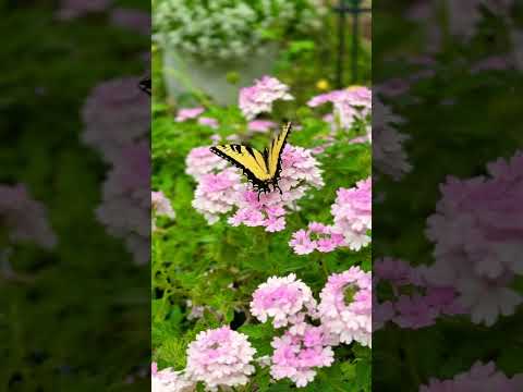 🦋 Llegaron las mariposas!!! Se llama: Eastern Tiger Swallowtail o Cola de golondrina tigre oriental