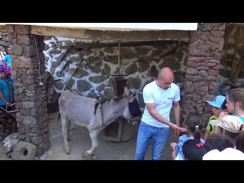 Parco Museo S'Abba Frisca  Dorgali La macina del grano con mola azionata dall'asino.