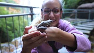 Exploring Australia's Blue Mountains (Valley of the Waters Vlog)