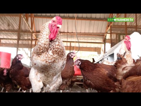 New indigenous chicken breed for the western region - KALRO