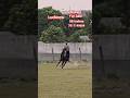 Marwari Horse For Sale Stallion