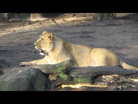 Blijdorp januari 2014 - Leeuwin 2 / Lioness 2