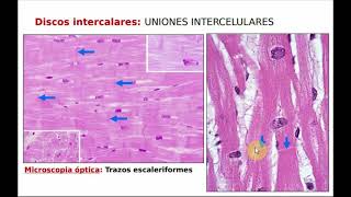 Sistema cardiovascular: Corazón
