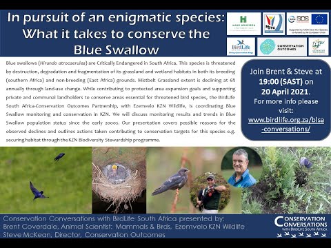 Conservation Conversations: Saving South Africa's Blue Swallows - S McKean & B Coverdale (20Apr21)