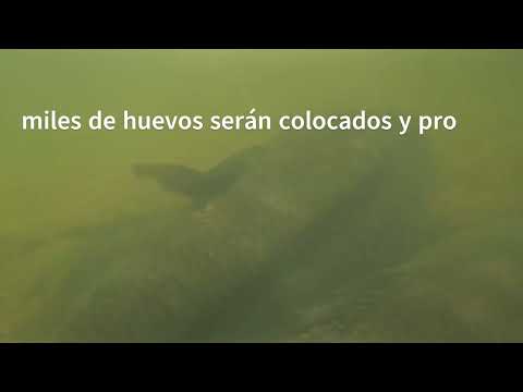 Tarariras tornasoles gigantes del río Queguay, Paysandú - Uruguay