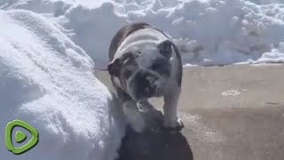 Winter-loving bulldog can&#39;t get enough of her first snow experience