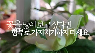 꽃을 많이 보고 싶다면 함부로 가지치기하지 마세요.(꽃치자나무, 가재발선인장, 덴마크무궁화) 390화 #해맑…