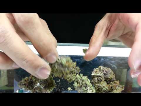 619 Black Water OG in the Roor