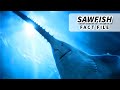 Sawfish Facts: ENDANGERED FISH | Animal Fact Files