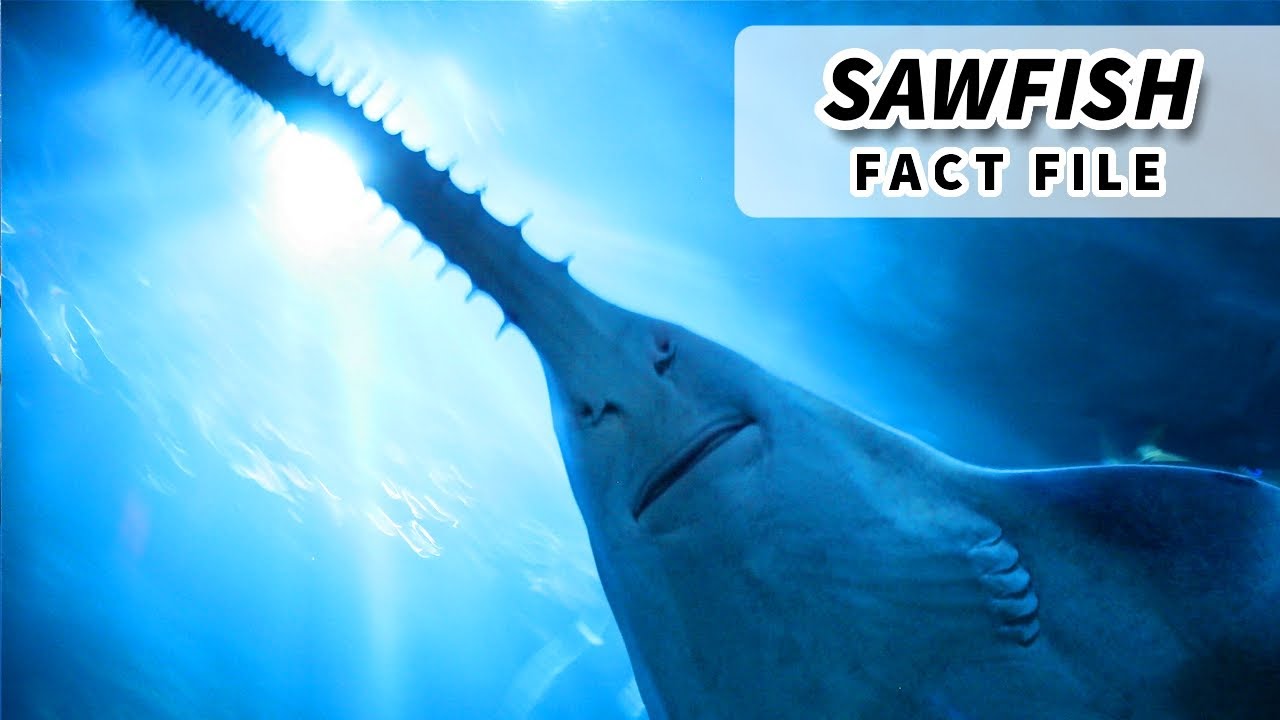 Is a sawfish a vertebrate?