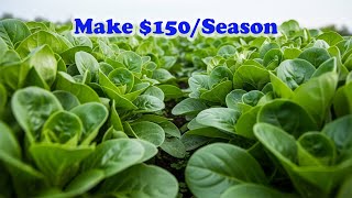 Grow Mâche Easily – Gourmet Winter Salad Green That Could Make $150/Season