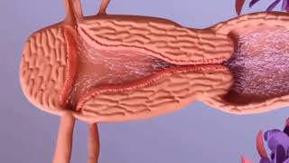 Download lagu Proses Terjadinya Pembuahan / Fertilisasi / Kehamilan mp3 Download lagu Proses Terjadinya Pembuahan / Fertilisasi / Kehamilan mp3