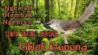 Download lagu suara variasi burung ciblek gunung sangat cocok buat master dan pancingan mp3 Download lagu suara variasi burung ciblek gunung sangat cocok buat master dan pancingan mp3