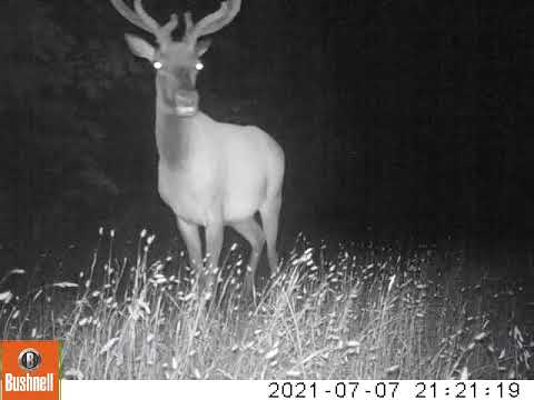 2021 07 07 0921PM 1  elk cam