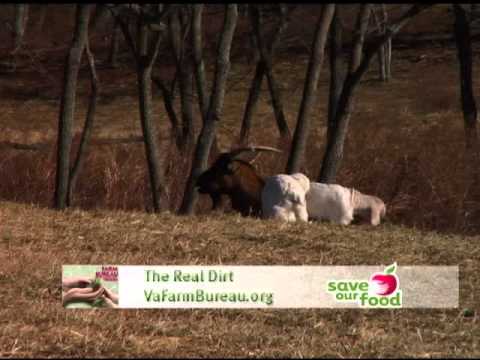 Virginia Meat Goats
