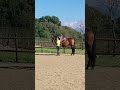 Gelding PRE Pure Spanish Bred For sale 2022 Dark Bay