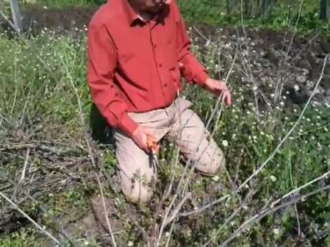 18 Valea Bujorului vie