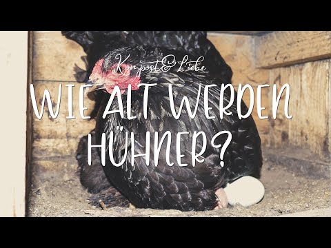 🐔 Wie alt werden Hühner und wie lange legen sie Eier? 🐓 Kompost&Liebe
