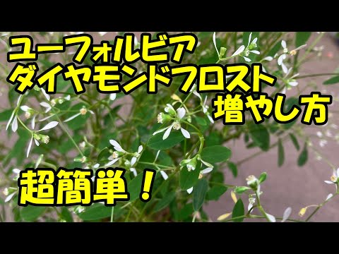 園芸 ユーフォルビア ダイヤモンドフロスト