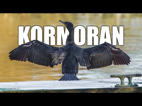 Kormoran Artportrait (Aussehen, Nahrung, Gefährdung, Vogelstimme und mehr)