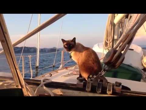 Sailing Cat