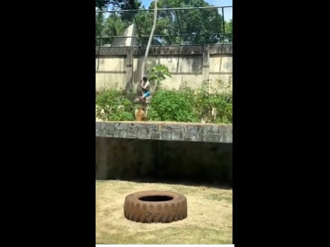 Atuização do caso: Homem invade jaula de leoa na Paraíba