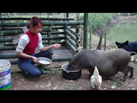 How to make house for pig, make bamboo walls of the pigsty - Green Forest Life, Building Farm Ep2