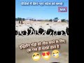 Donkey Lead Sheep Funny Video
