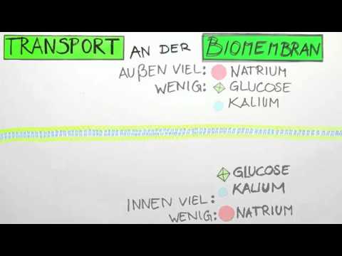 Transport an der Biomembran | Biologie | Cytologie