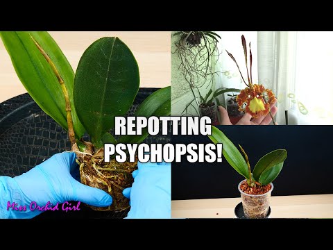 Repotting a Psychopsis Orchid! - The return of the most unique Orchid I ever had!