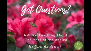 Growing Azaleas: Soil, Pruning, Watering & Bloom Tips  #gardeningtips #gardening #azalea #flowers