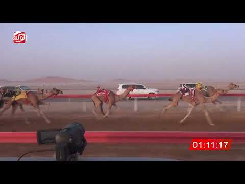  ش 10 (باي باي) لـ حمدان سعيد حتروش العامري 2:13:00 , شارة الصندوق 2026/07/04 فطامين الوقن 