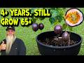 My Passion Fruit In A Pot Has Survived 4 Years How To Why